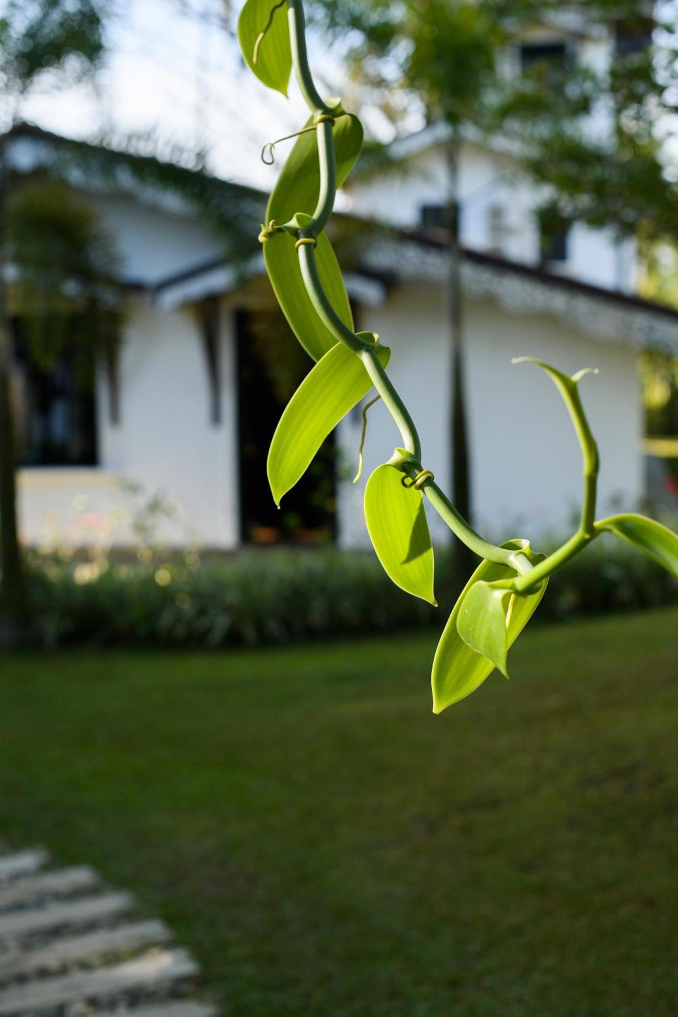 Roots Retreat Hotel Unawatuna Eksteriør billede