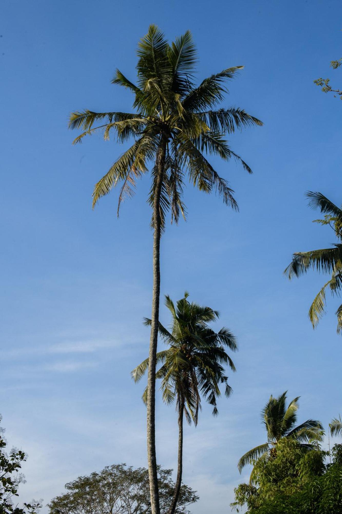 Roots Retreat Hotel Unawatuna Eksteriør billede